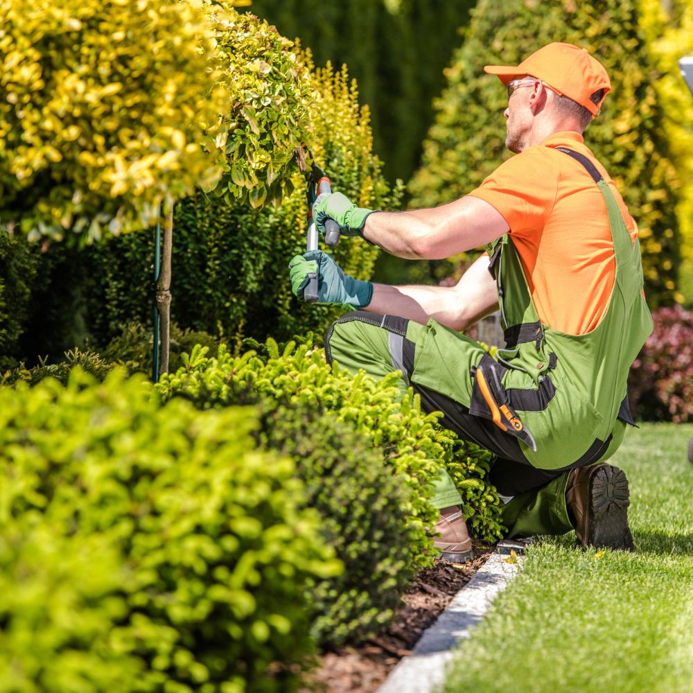 Gardening and Landscaping Services in Khalifa City, Abu Dhabi